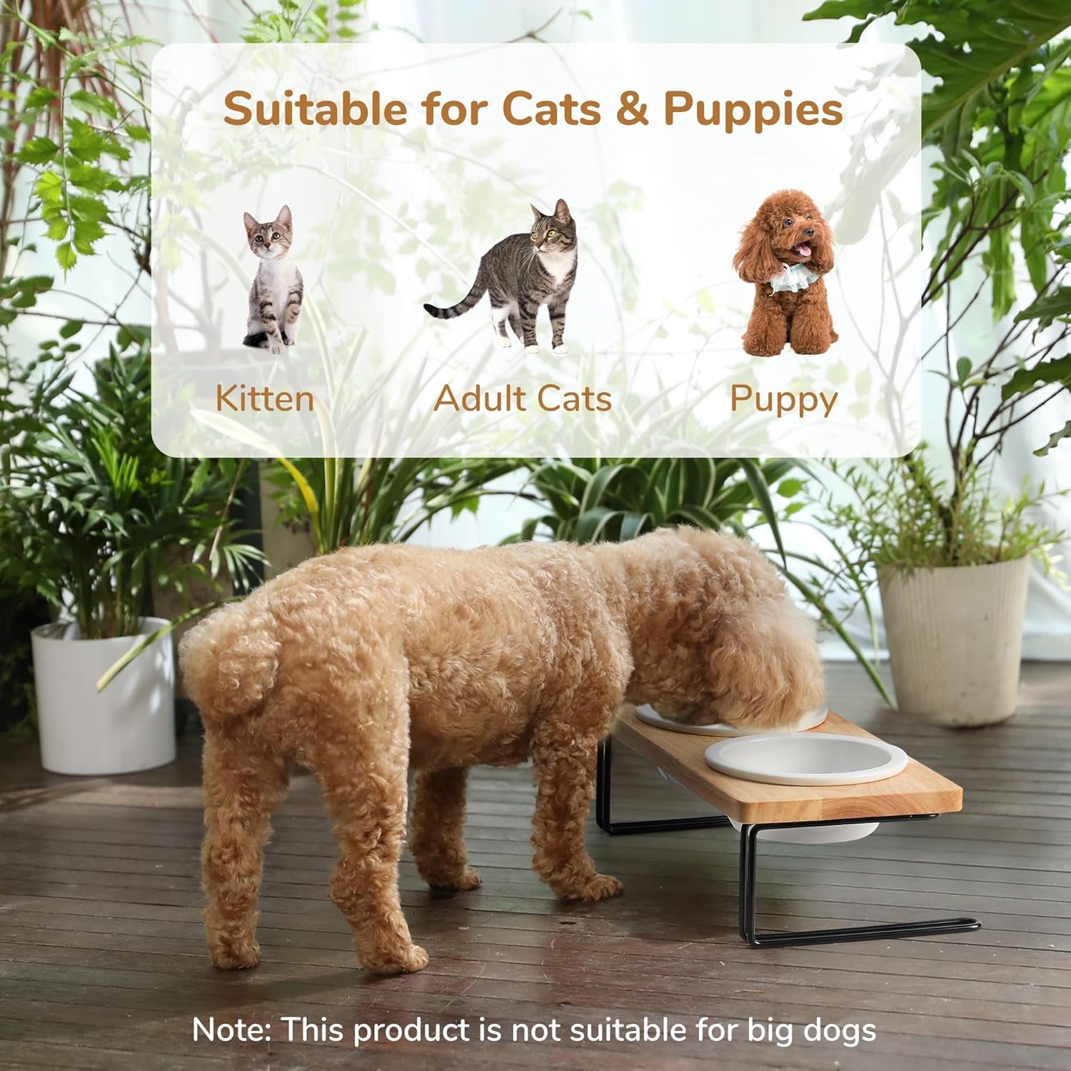 Elevated Cat Ceramic Bowls, Small Dog Raised Food Feeding Dishes, Solid Wood Water Stand Feeder Set for Cats and Puppy